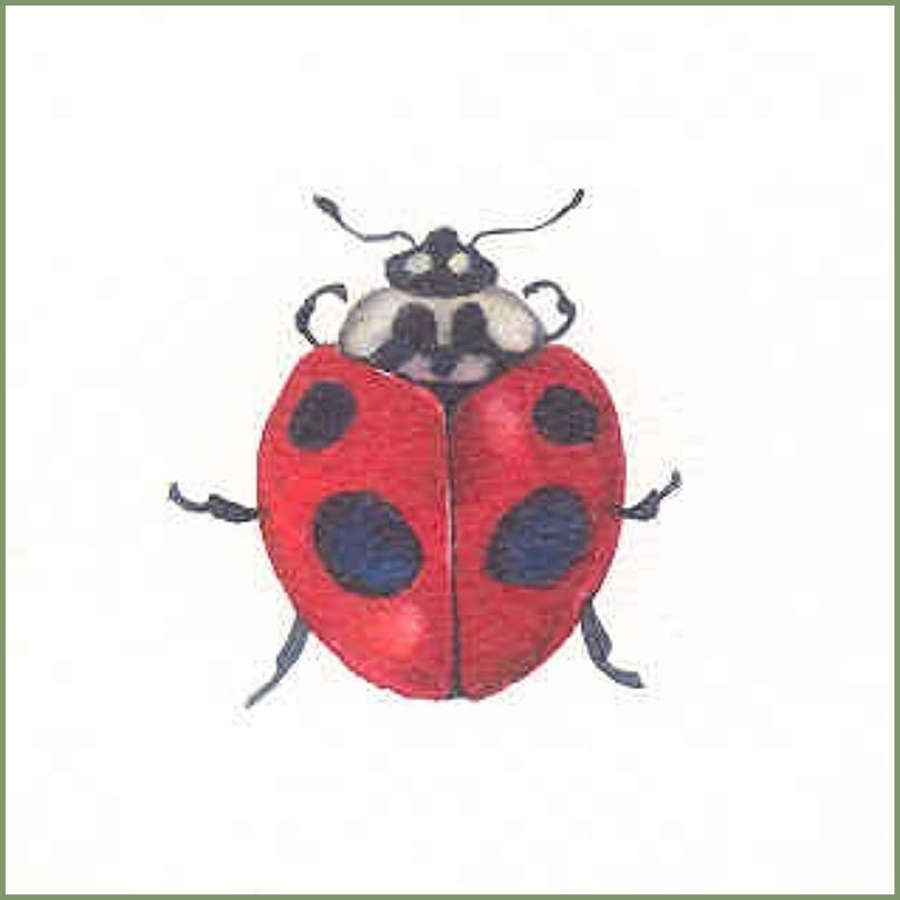 Insects & fungi - square greeting cards