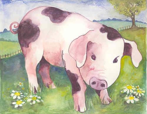 Gloucester old spot piglet