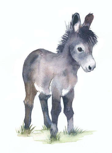 Little grey donkey