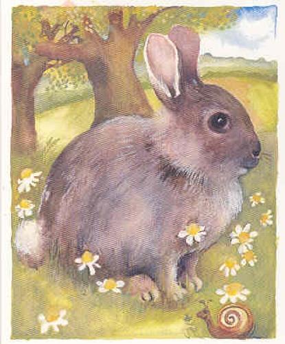 Wild Rabbit