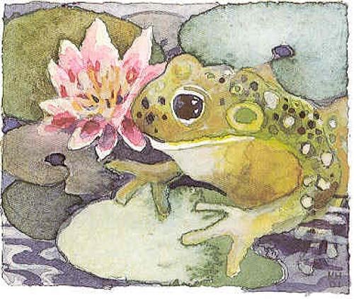 Frog on a lily pad