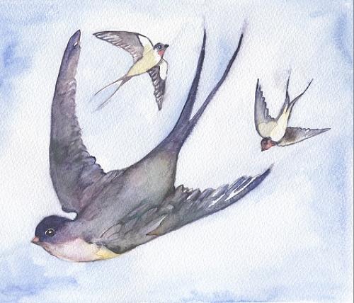 Swallows