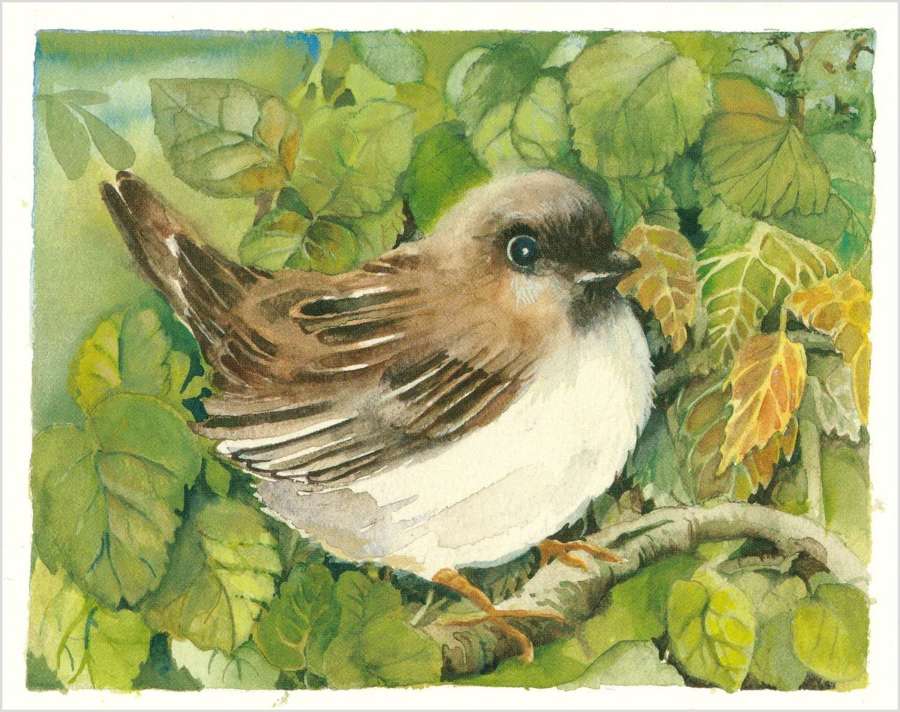 Young Sparrow