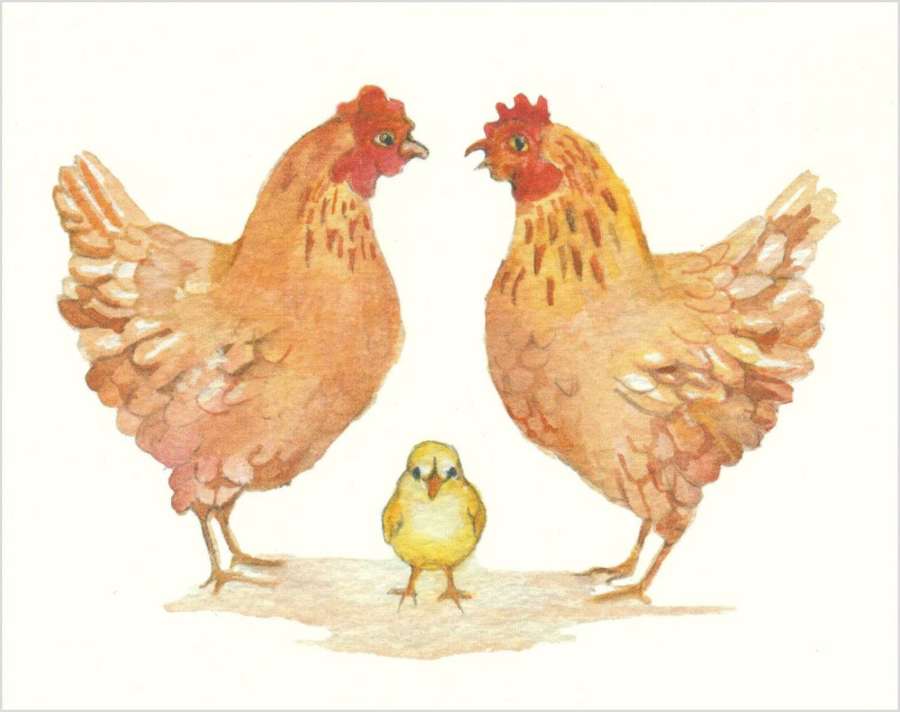 Old  mother hens