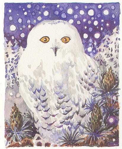 Snowy owl
