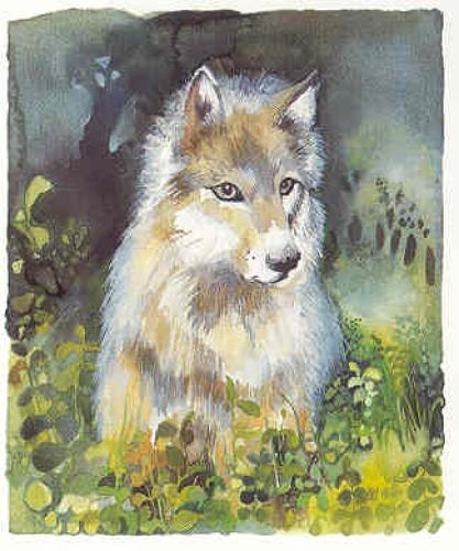 Young wolf