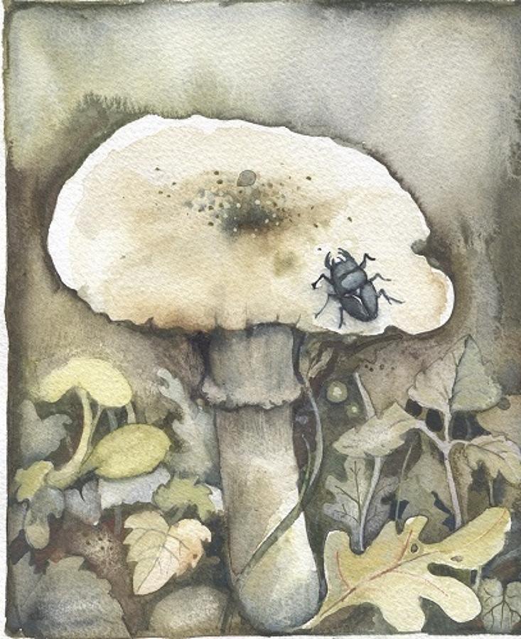Stag beetle & fungi