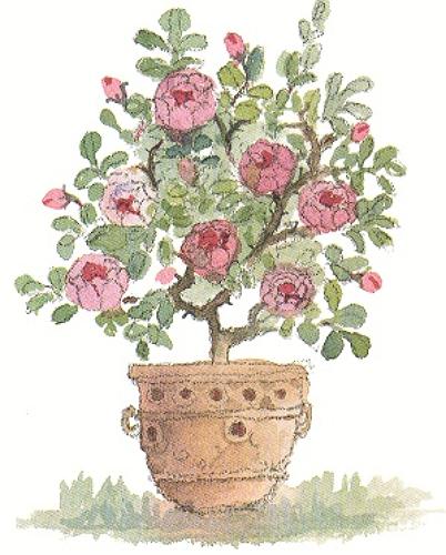 Rose bush