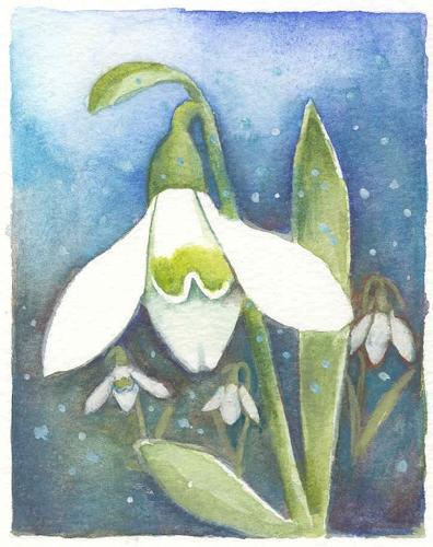Snowdrop