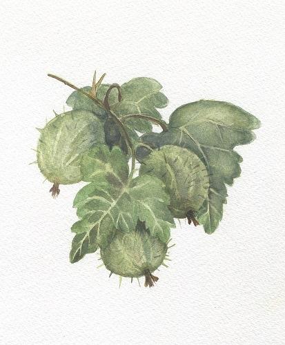 Gooseberry