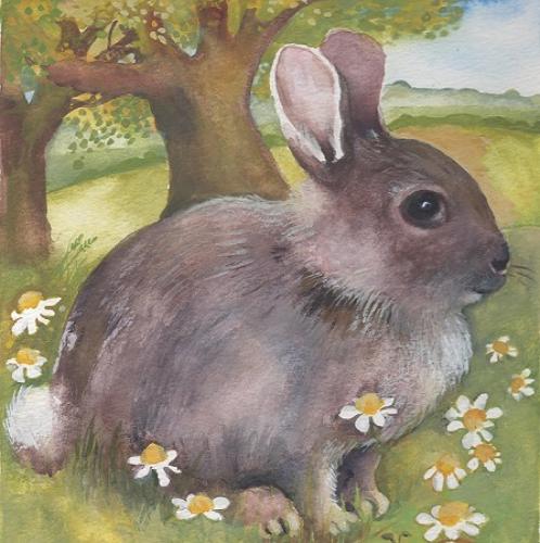 Wild rabbit