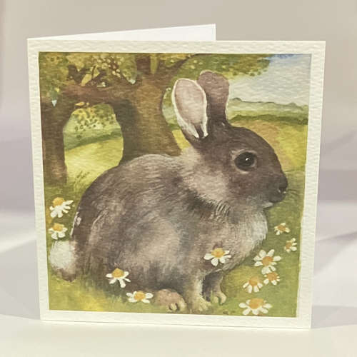 Wild rabbit
