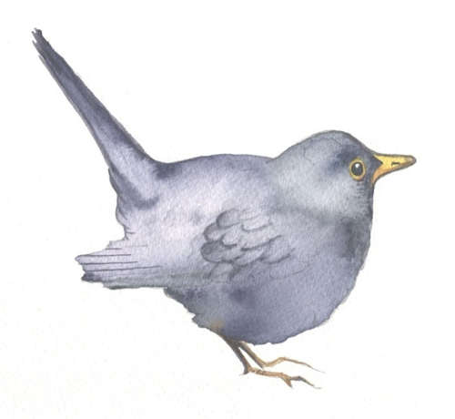 Blackbird