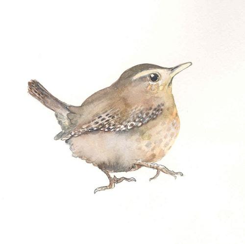 Wren