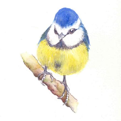 Blue Tit