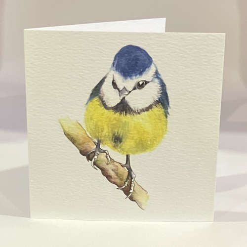 Blue Tit