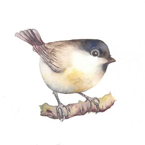 Willow tit
