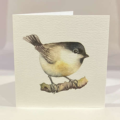 Willow tit