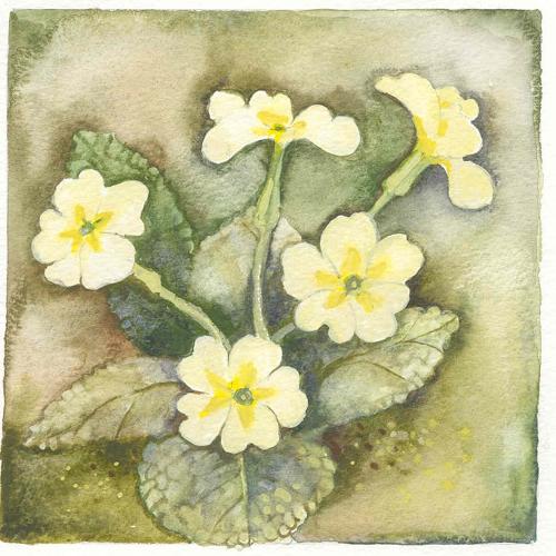 Primrose