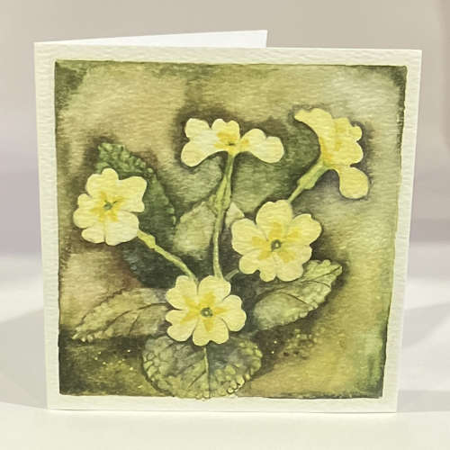 Primrose