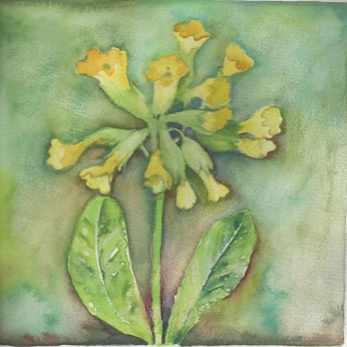 Cowslip