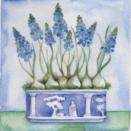 Wedgewood & muscari