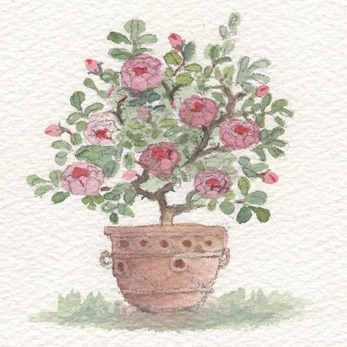 Rose bush