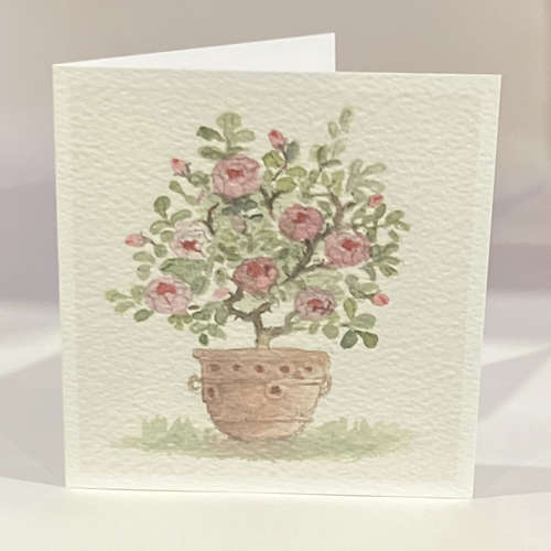 Rose bush