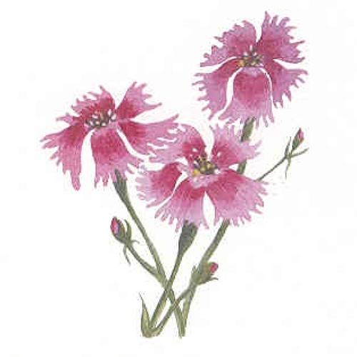 Dianthus