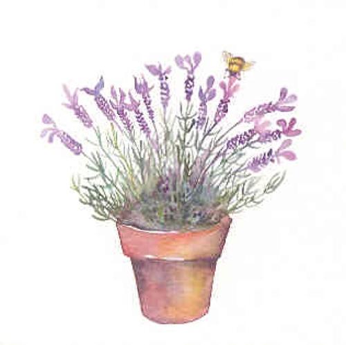 Lavender & bee