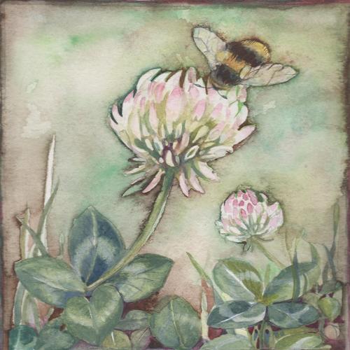Bee in clover