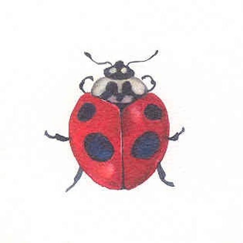 Ladybird