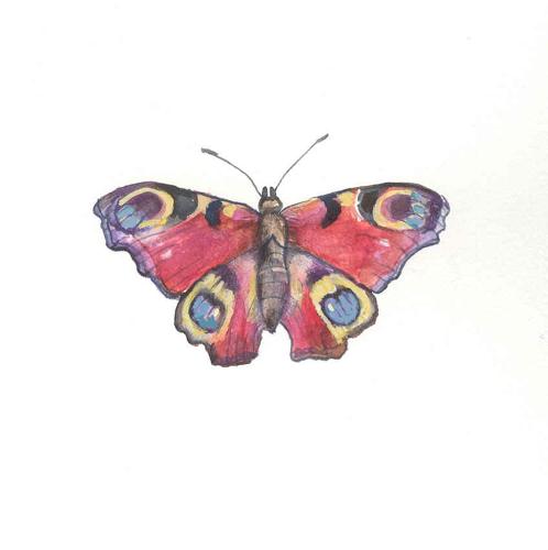 Peacock butterfly