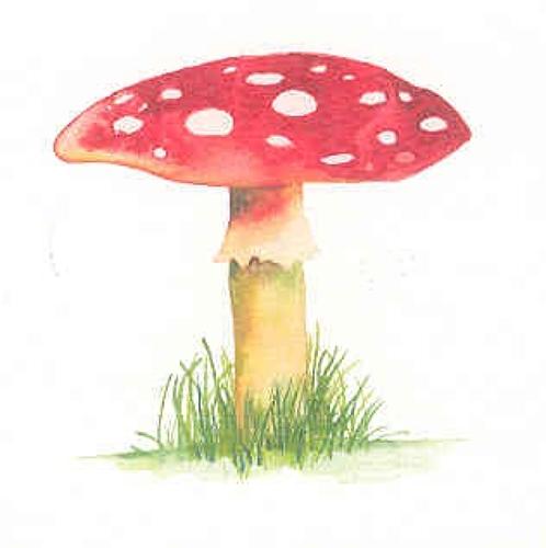 Fly agaric (1)