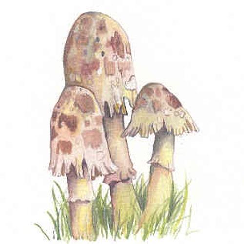 Shaggy inkcap