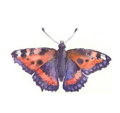 Tortoiseshell butterfly