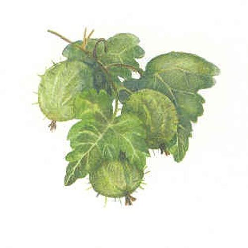 Gooseberry