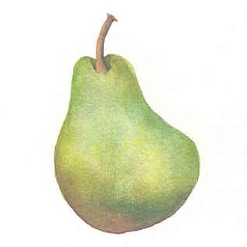 Pear