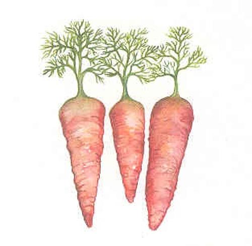 Carrots