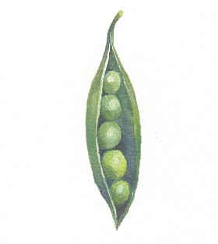 Peas in a pod
