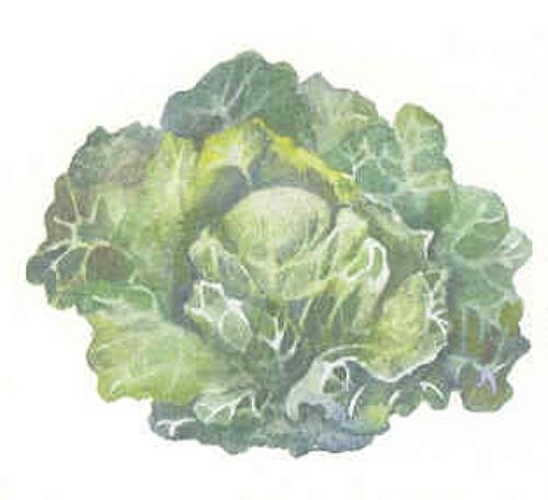 Cabbage