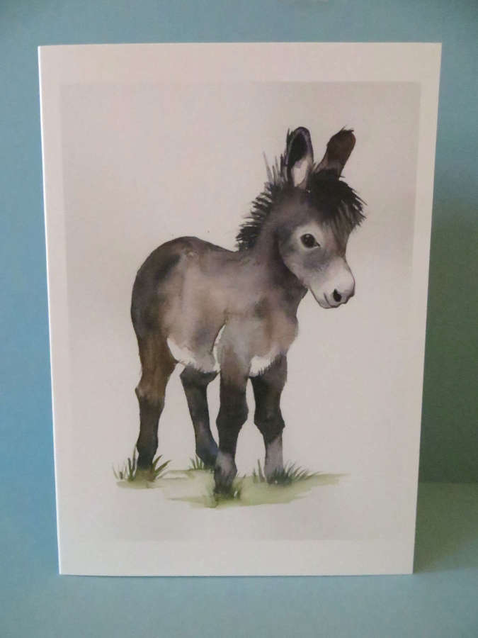 Little grey donkey