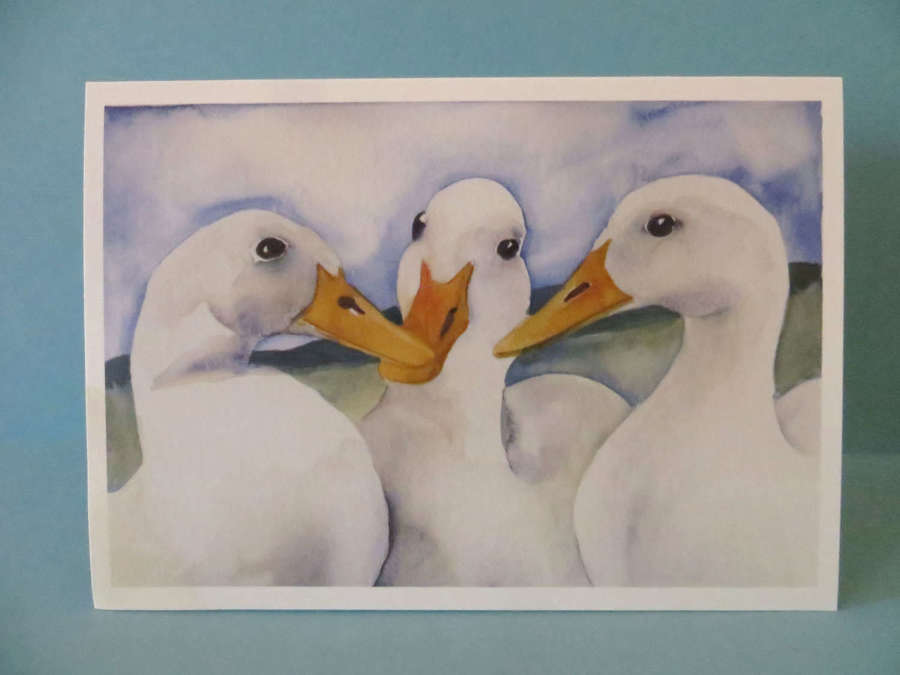 Three ducks discussing