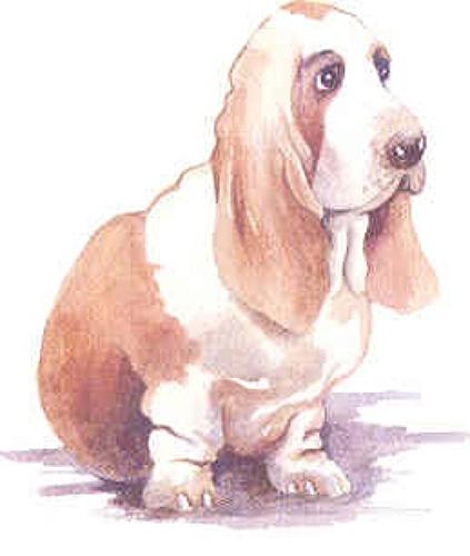 Bassett hound