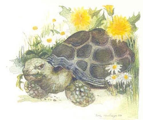 Tortoise