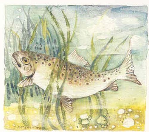 Trout