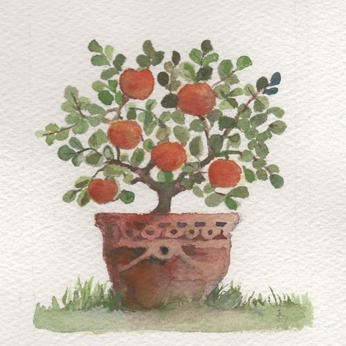 Orange tree