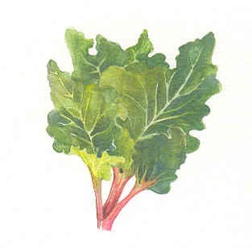 Rhubarb