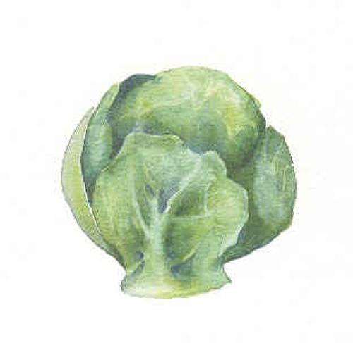 Brussels sprout