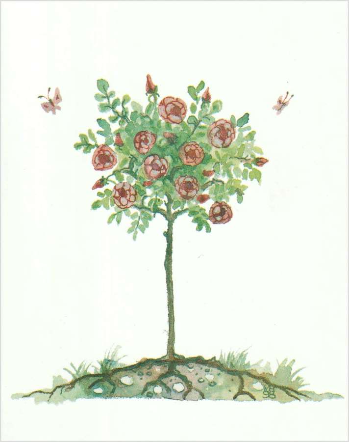 Standard rose tree